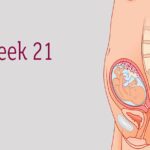Sự phát triển của thai nhi tuần 21