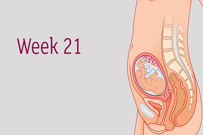 Sự phát triển của thai nhi tuần 21