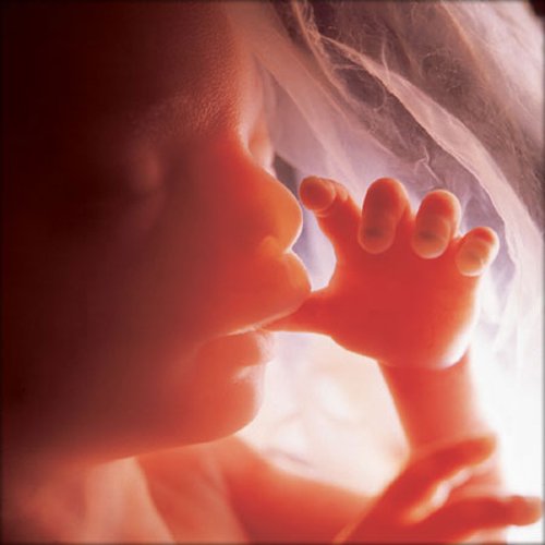 Sự phát triển của thai nhi tuần 19