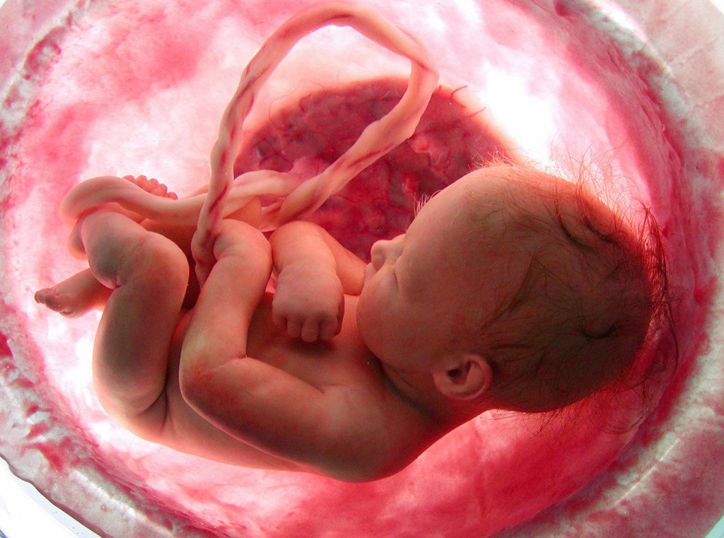 Hình ảnh thực tế về sự phát triển của thai nhi theo tháng