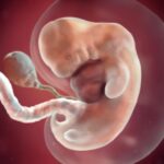 Sự phát triển của thai nhi tuần 1