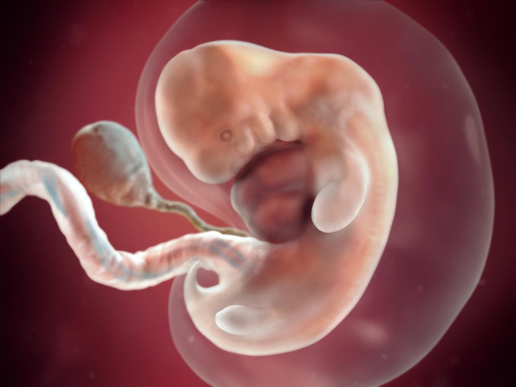 Sự phát triển của thai nhi tuần 1