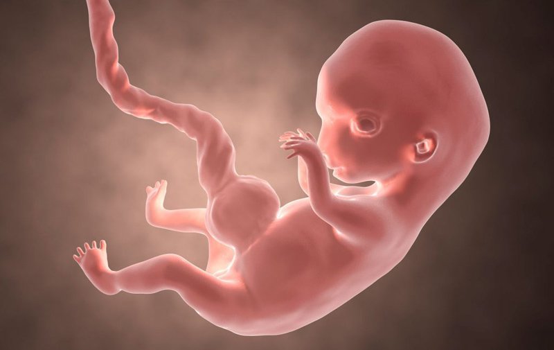 Sự phát triển của thai nhi tuần 9