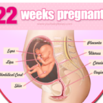 Sự phát triển của thai nhi 22 tuần tuổi
