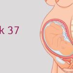 Sự phát triển của thai nhi tuần 37