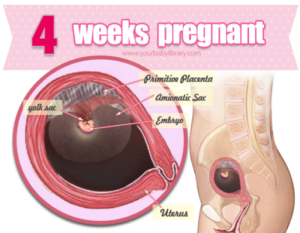 Sự phát triển của thai nhi tuần 4