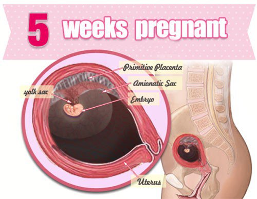 Sự phát triển của thai nhi tuần 5
