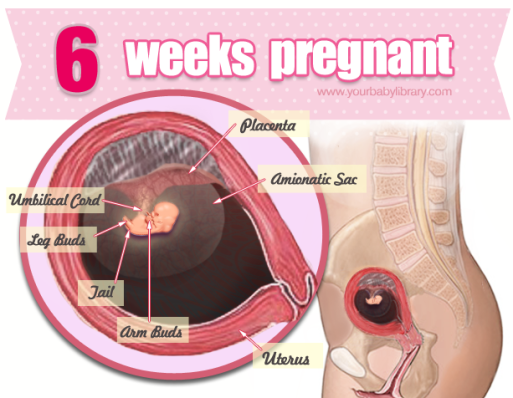 Sự phát triển của thai nhi tuần 6