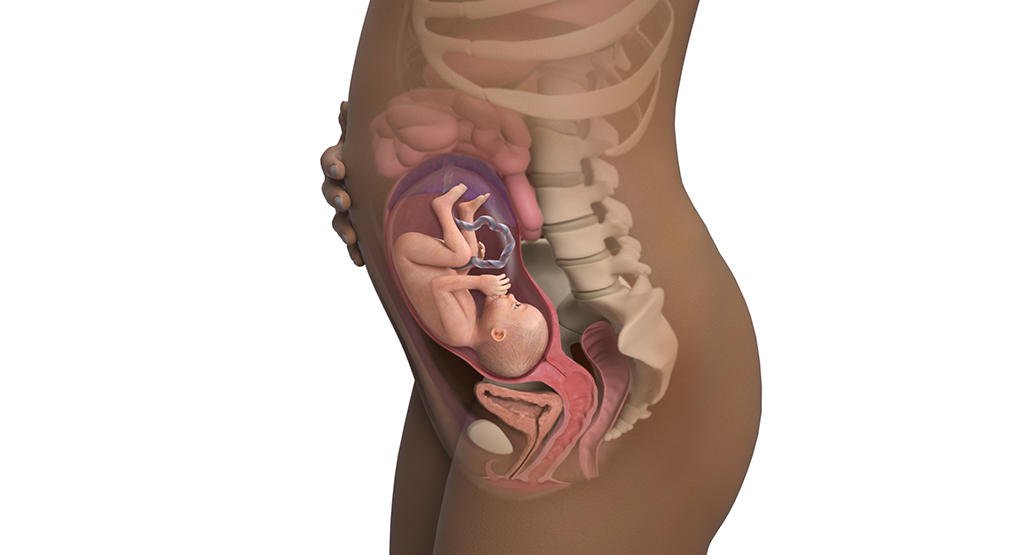 Sự phát triển của thai nhi tuần 27