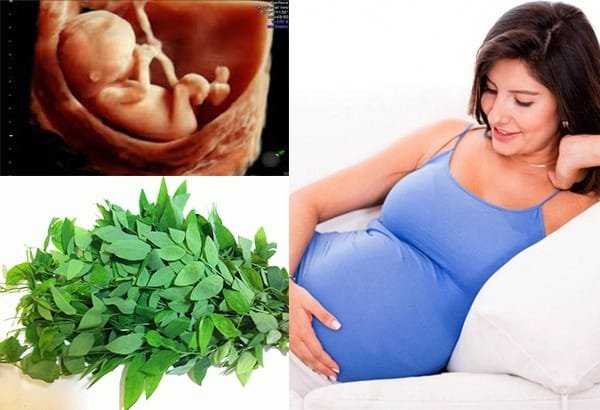 Giải đáp thắc mắc về ăn rau ngót trong thai kỳ